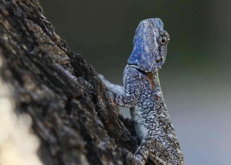 Bloukopkoggelmander / Blue-headed Tree Agama