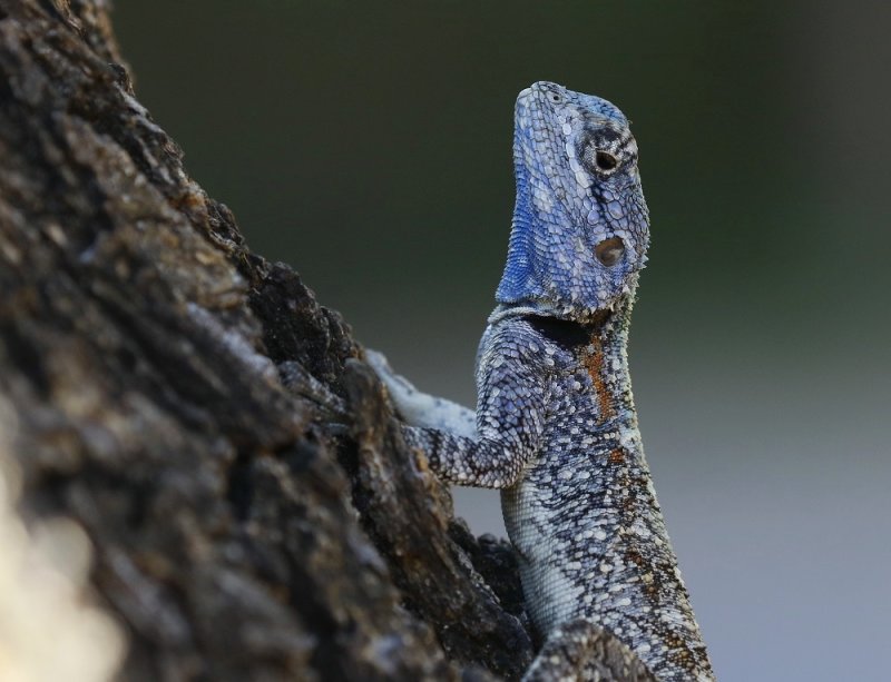 Bloukopkoggelmander / Blue-headed Tree Agama