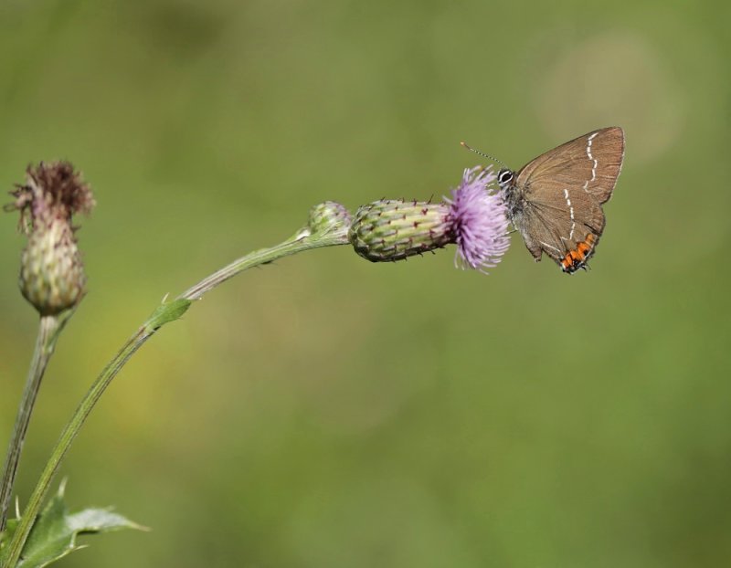 Iepenpage / White-letter Hairstreak