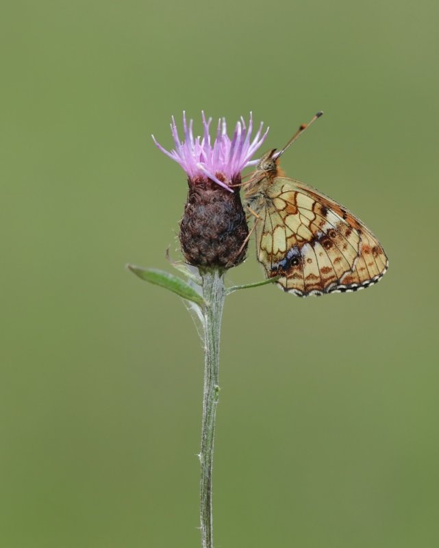 Purperstreepparelmoervlinder / Lesser Marbled Fritillary