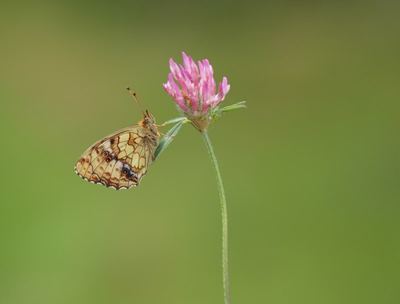 Purperstreepparelmoervlinder / Lesser Marbled Fritillary