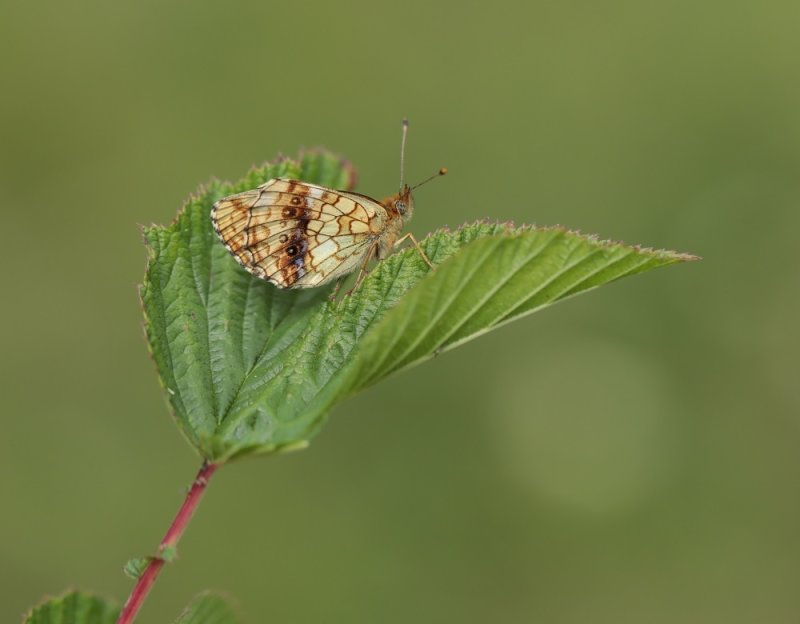 Purperstreepparelmoervlinder / Lesser Marbled Fritillary