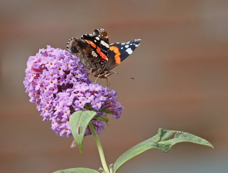 Atalanta / Red Admiral