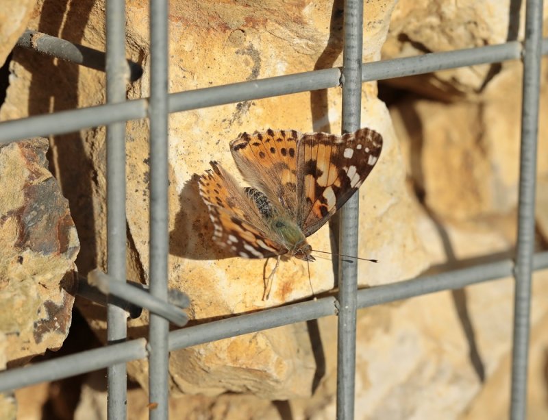 Distelvlinder / Painted Lady
