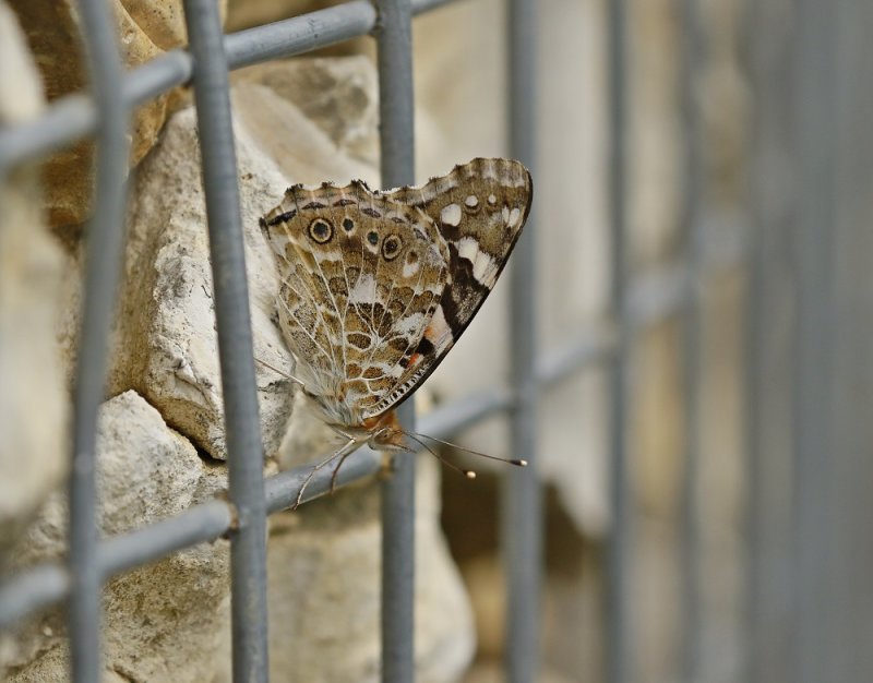 Distelvlinder / Painted Lady