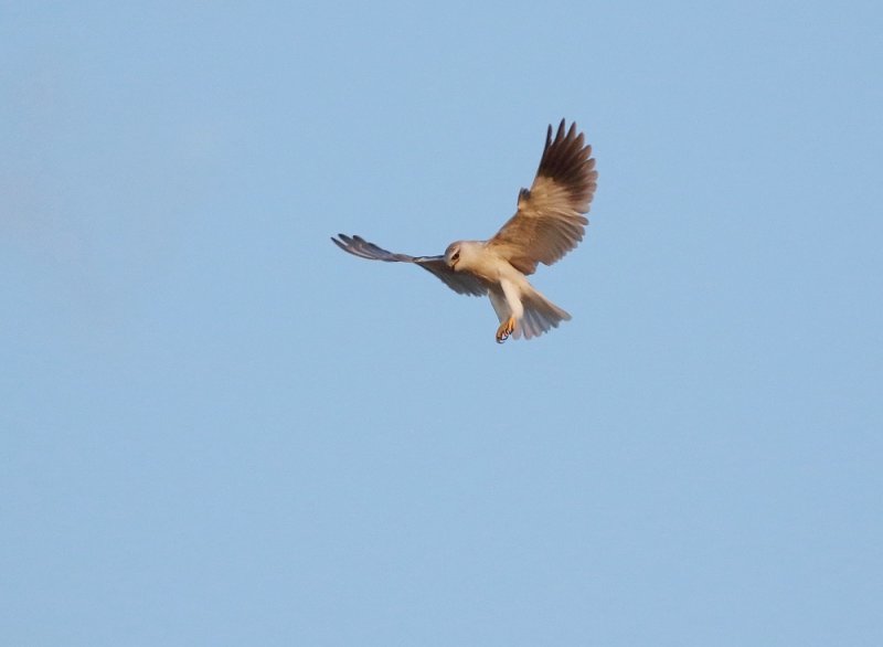 Grijze Wouw / Black-winged Kite