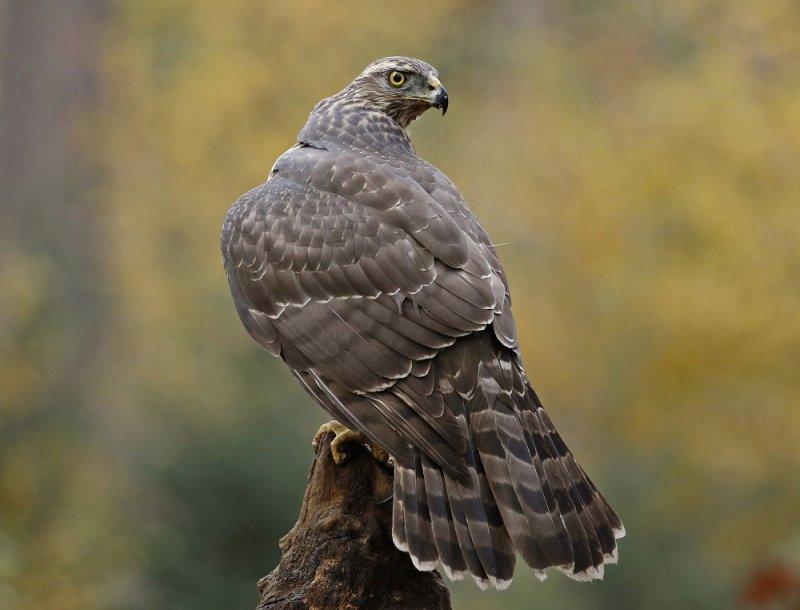 Havik / Northern Goshawk
