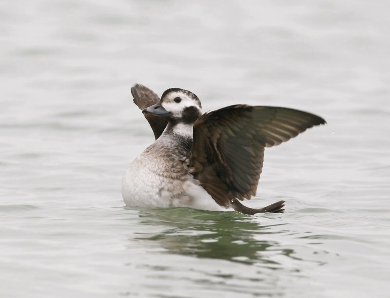 IJseend / Long-tailed Duck
