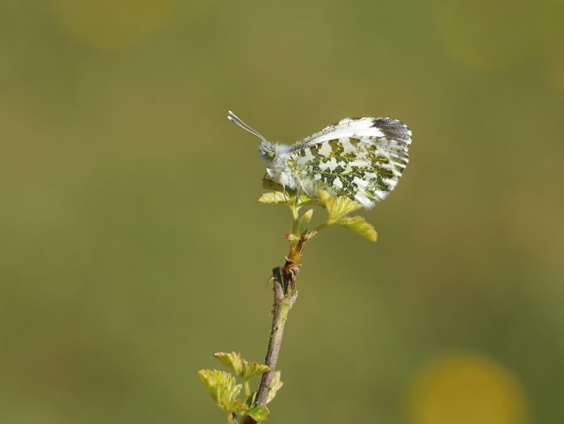 Oranjetipje / Orangetip, Orange Tip