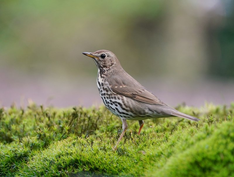 Zanglijster / Song Thrush