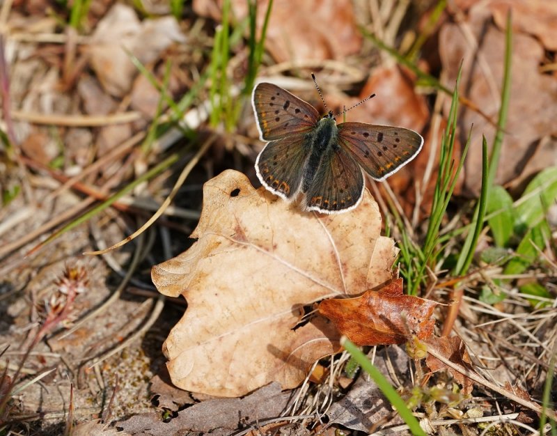 Bruine Vuurvlinder / Sooty Copper