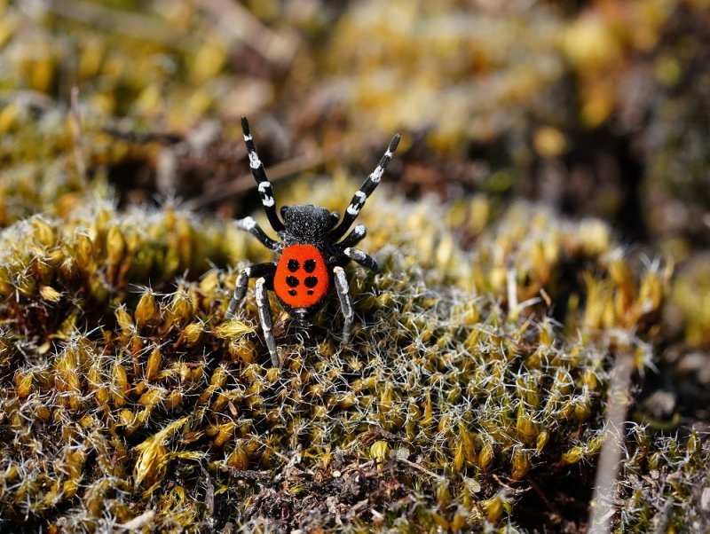 Lentevuurspin / Ladybird Spider