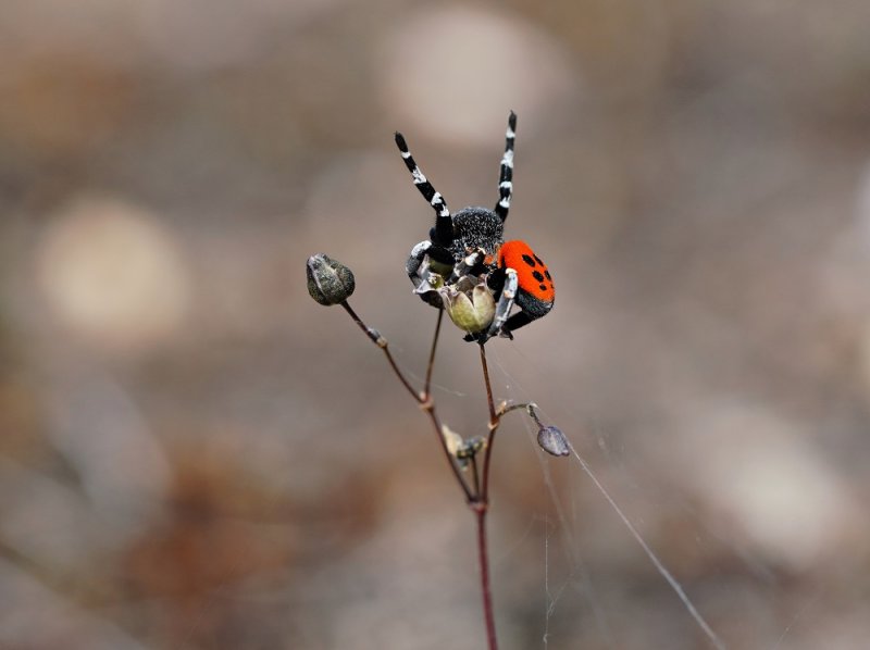 Lentevuurspin / Ladybird Spider