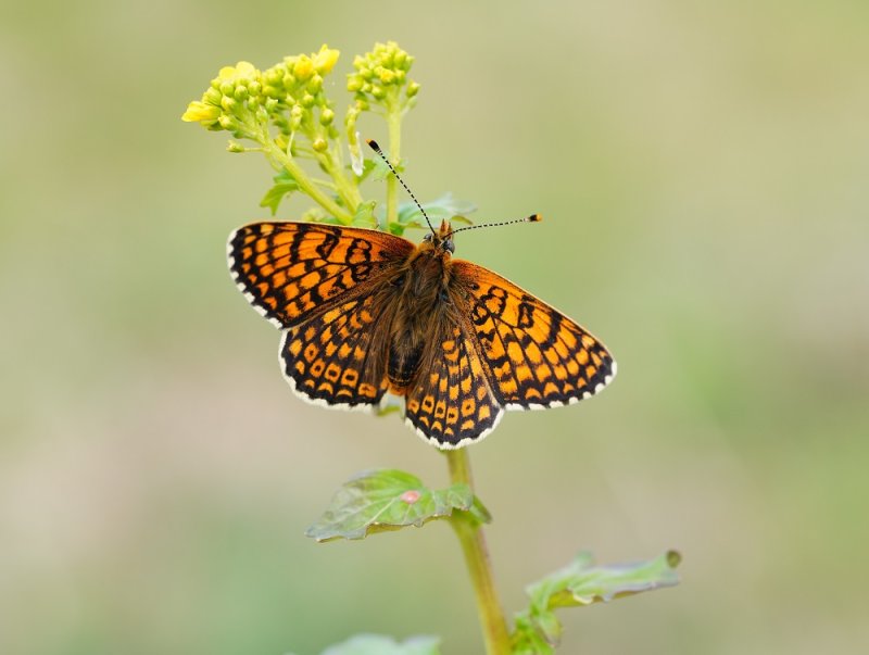 Veldparelmoervlinder / Glanville Fritillary