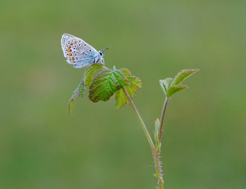 Icarusblauwtje / Common Blue