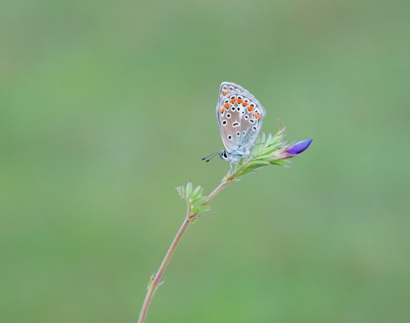 Icarusblauwtje / Common Blue