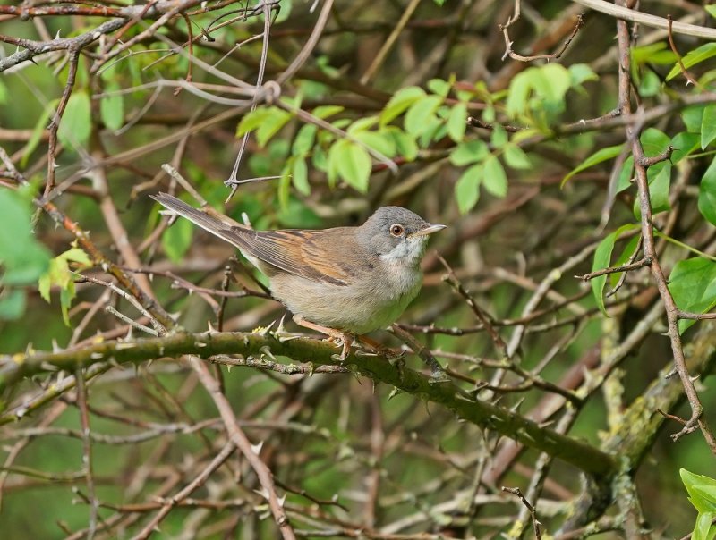 Grasmus / Common Whitethroat