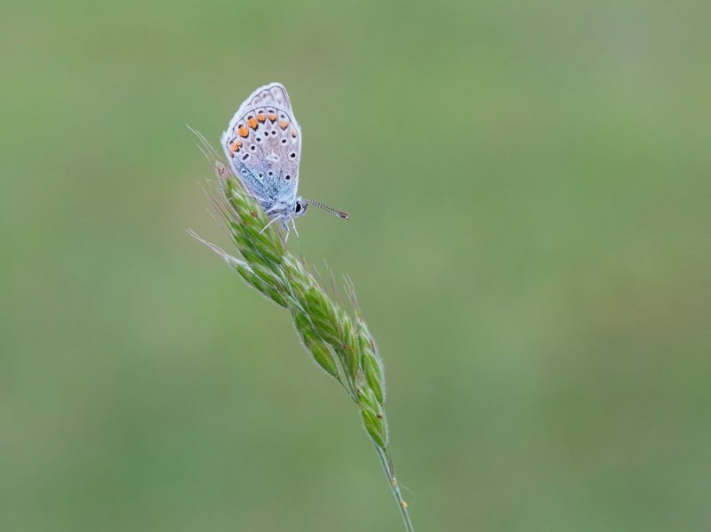 Icarusblauwtje / Common Blue