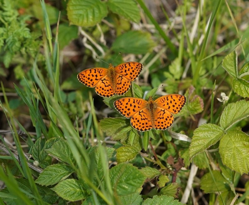 Braamparelmoervlinder / Marbled Fritillary