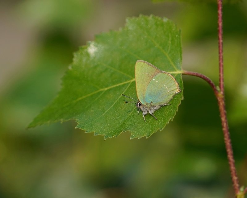 Groentje / Green Hairstreak