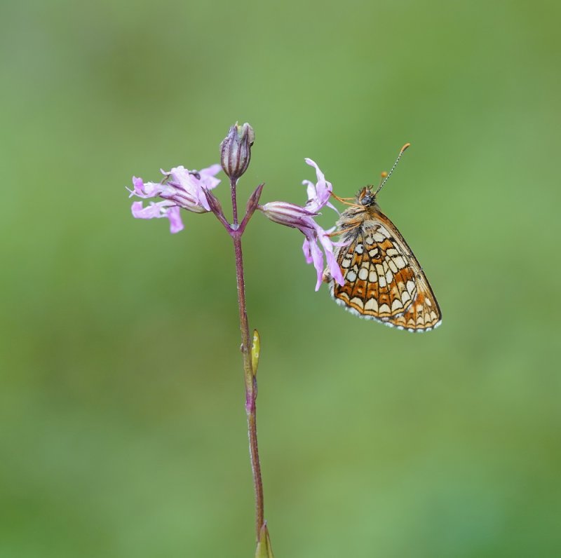 Woudparelmoervlinder / False Heath Fritillary
