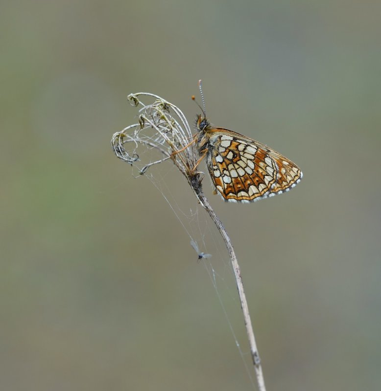 Woudparelmoervlinder / False Heath Fritillary