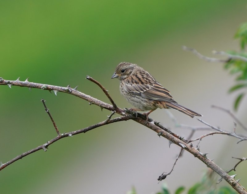 Grijze Gors (jong) / Rock Bunting (juvenile)