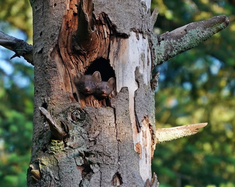 Boommarter / European Pine Marten