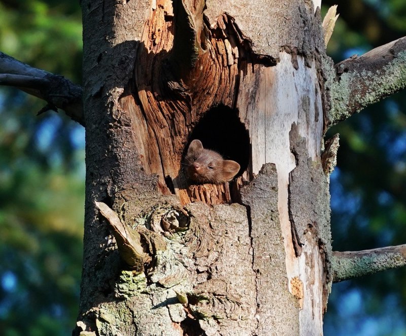 Boommarter / European Pine Marten