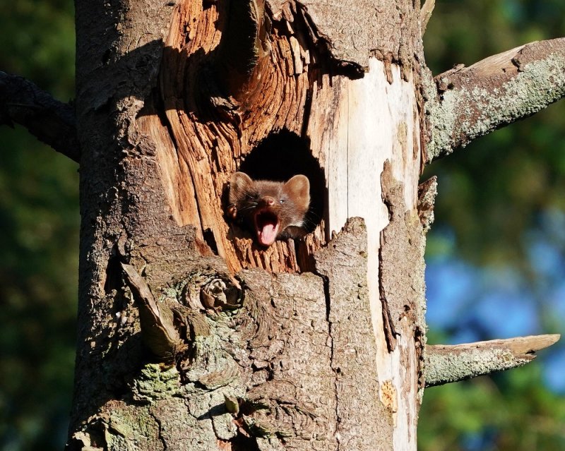 Boommarter / European Pine Marten