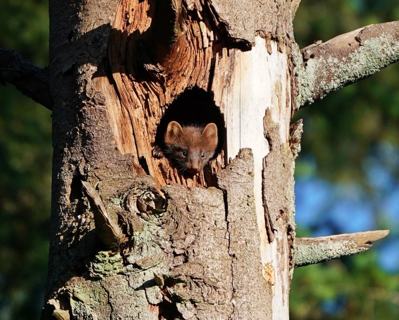 Boommarter / European Pine Marten