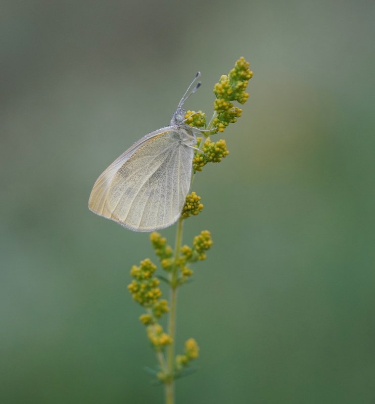 Klein Koolwitje / Small White