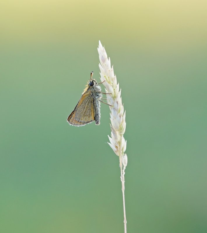 Zwartsprietdikkopje / Essex Skipper