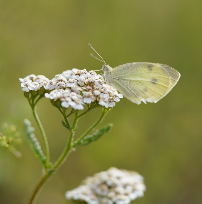 Scheefbloemwitje / Southern Small White