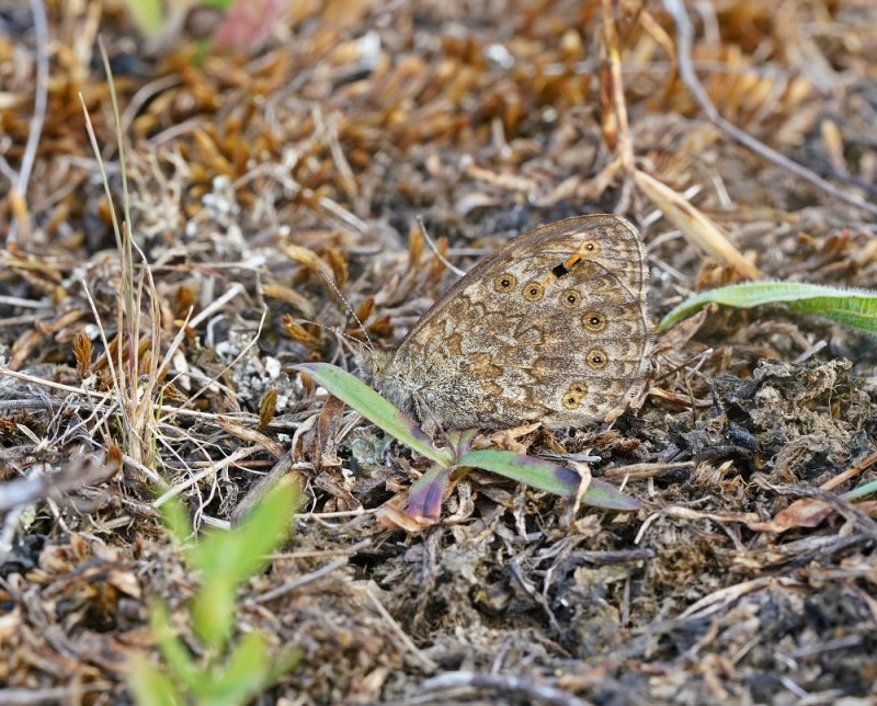 Argusvlinder / Wall Brown