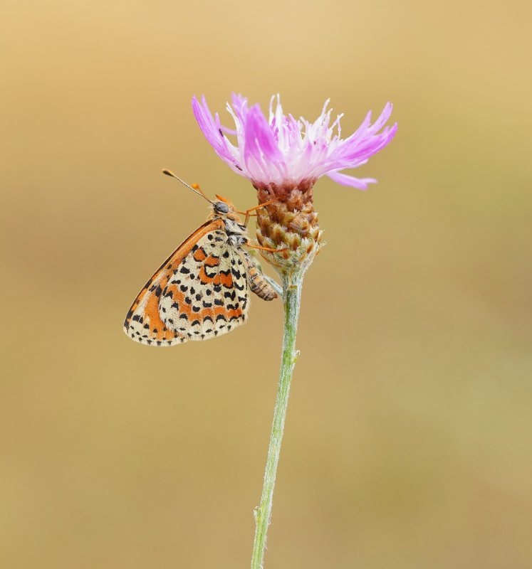 Tweekleurige Parelmoervlinder / Spotted Fritillary