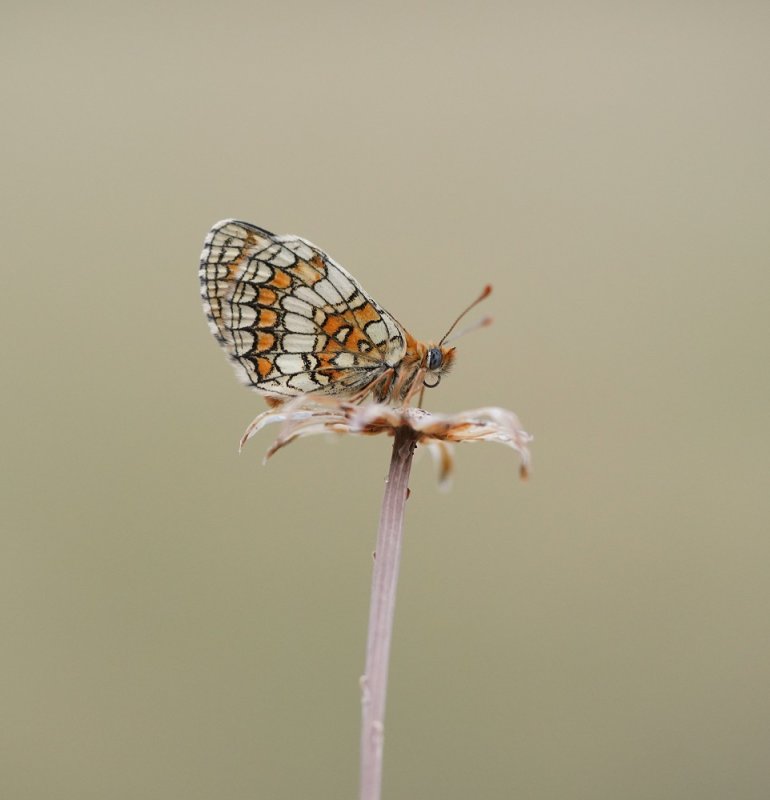 Westelijke Parelmoervlinder / Meadow Fritillary