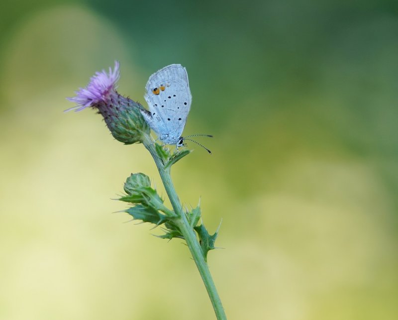 Staartblauwtje / Short-tailed Blue