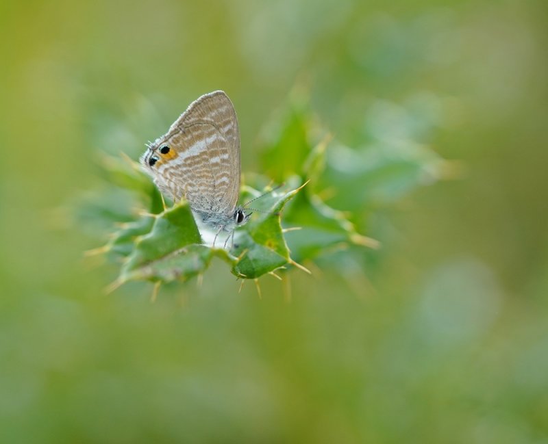 Tijgerblauwtje / Long-tailed Blue