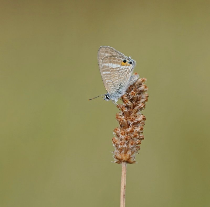 Tijgerblauwtje / Long-tailed Blue
