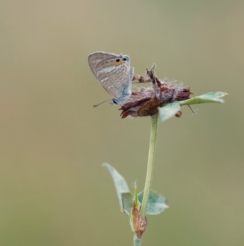 Tijgerblauwtje / Long-tailed Blue