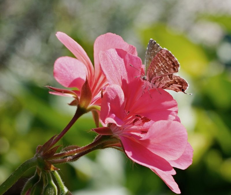 Geraniumblauwtje / Geranium Bronze
