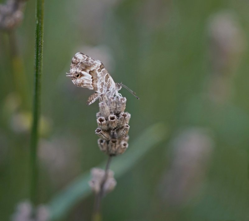 Geraniumblauwtje / Geranium Bronze