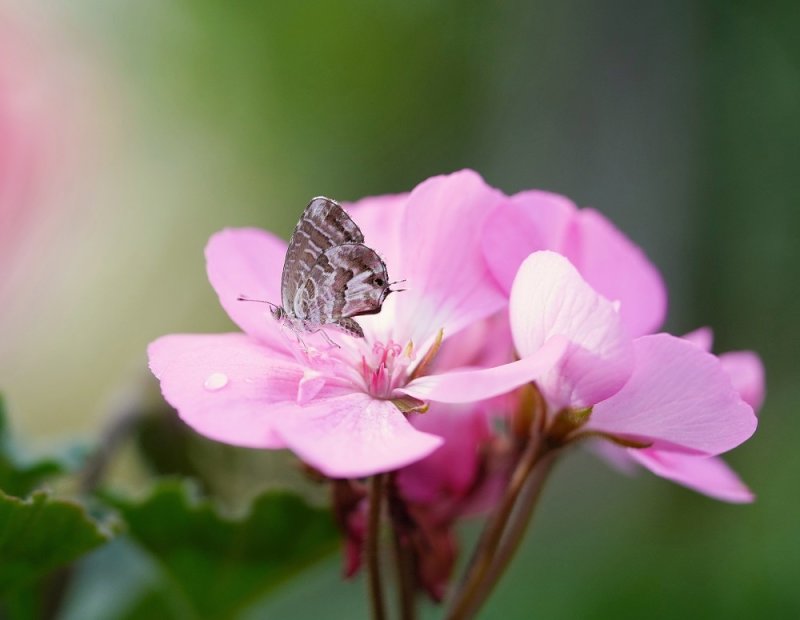 Geraniumblauwtje / Geranium Bronze