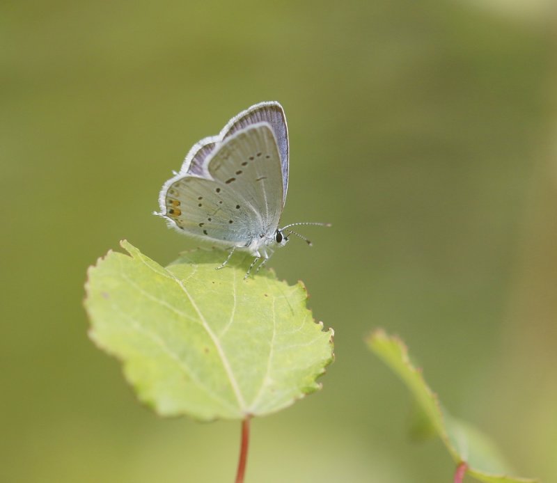 Staartblauwtje / Short-tailed Blue