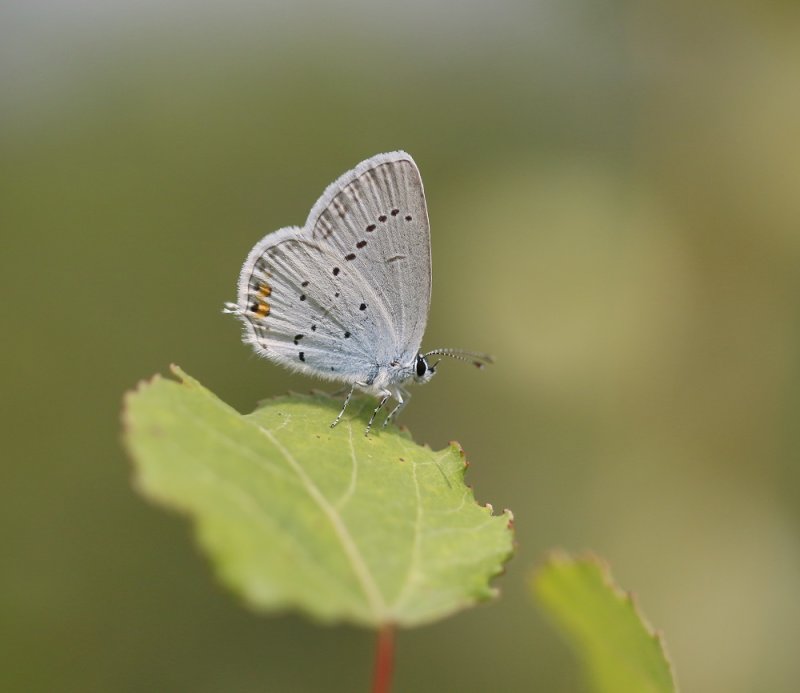 Staartblauwtje / Short-tailed Blue