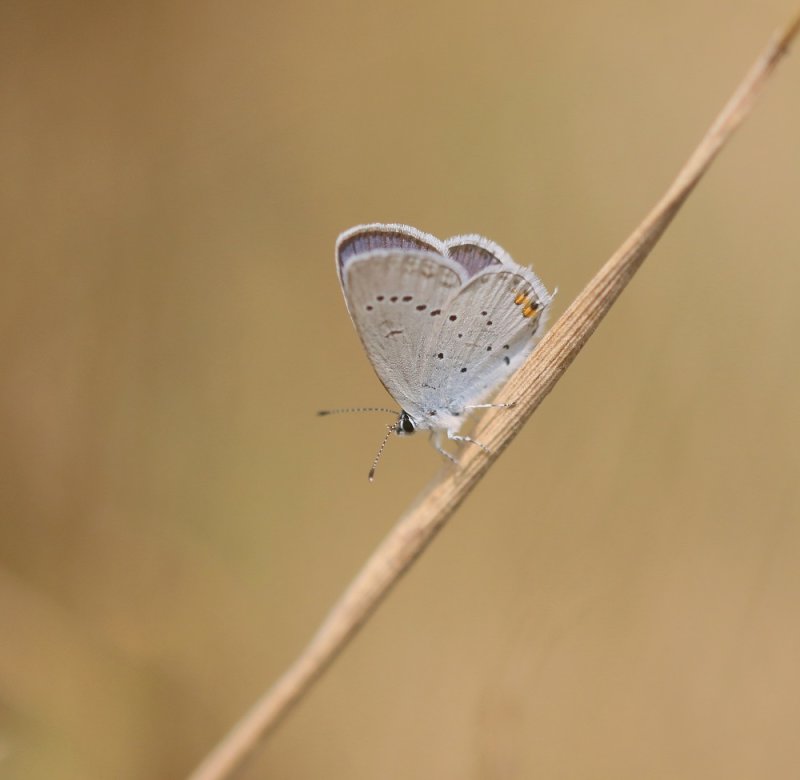Staartblauwtje / Short-tailed Blue