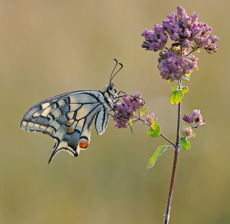 Koninginnenpage / Common Yellow Swallowtail