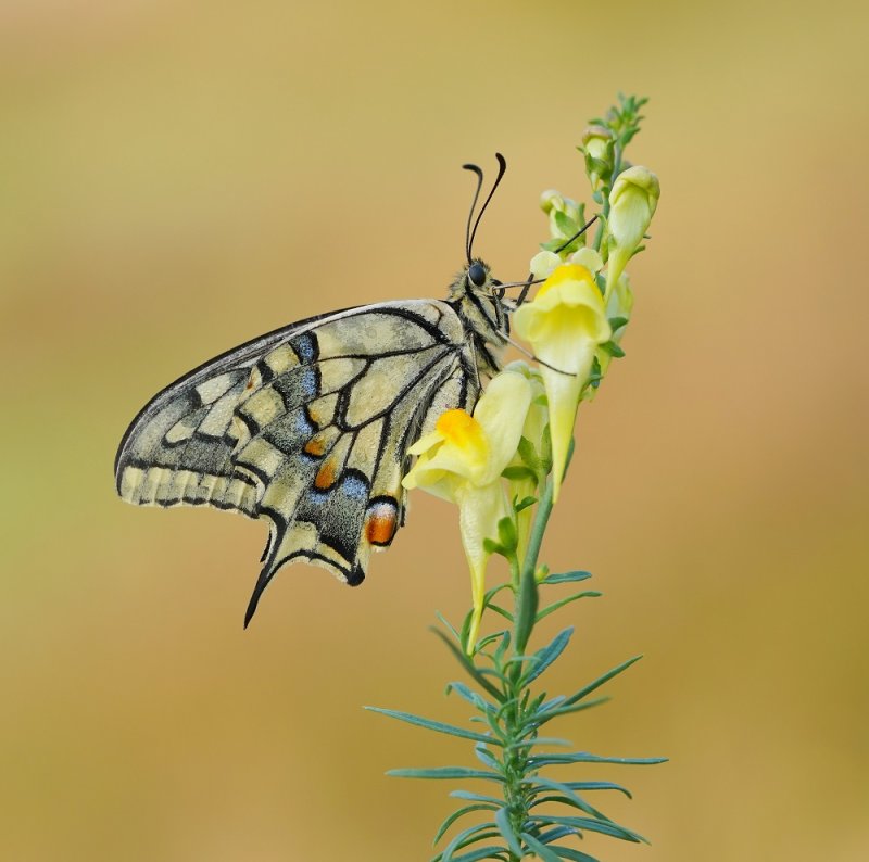 Koninginnenpage / Common Yellow Swallowtail