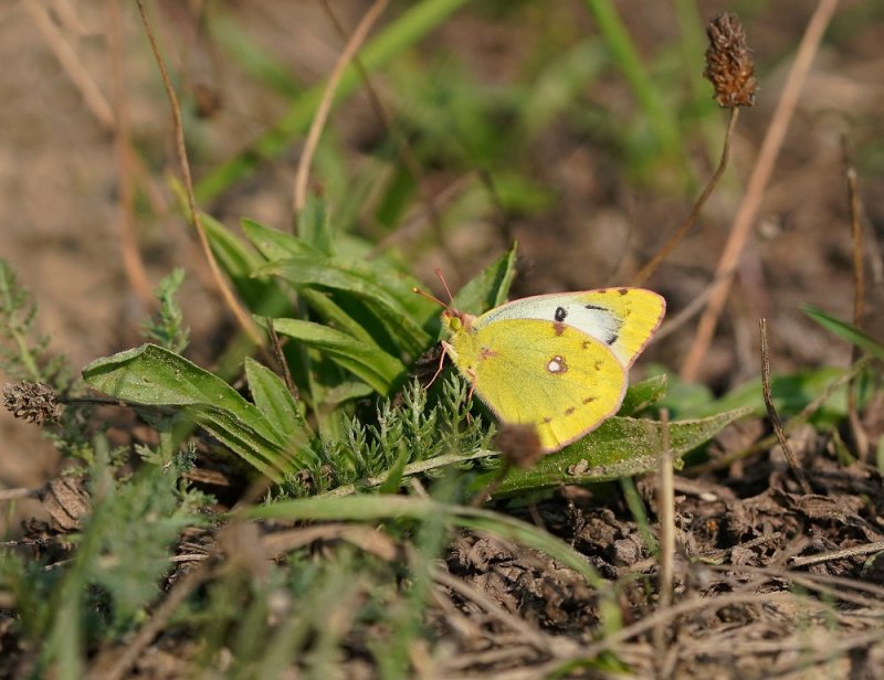 Gele Luzernevlinder / Pale Clouded Yellow